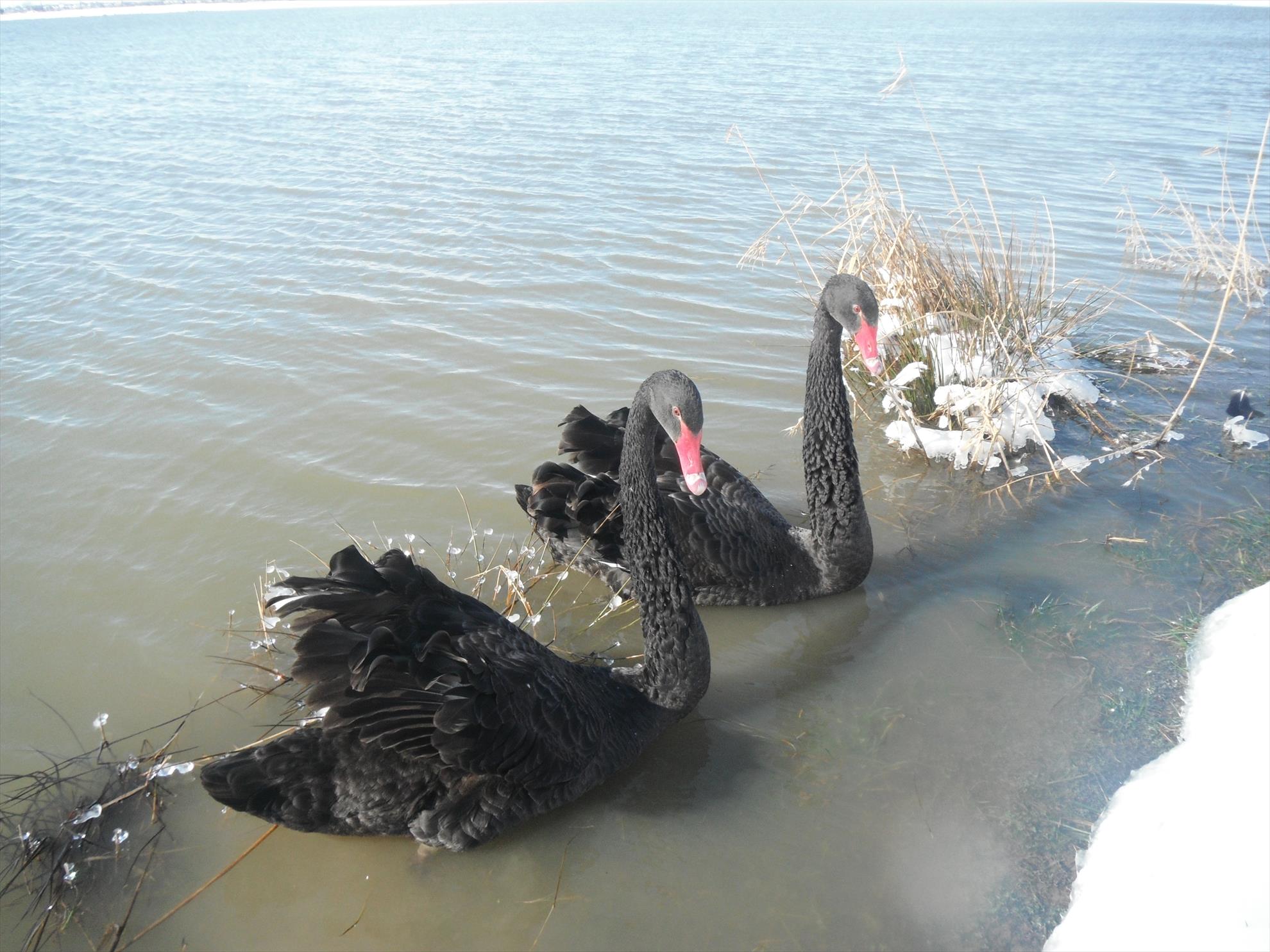 Martie 2013 - Moby Dick - Martie 2013
http://target-baits.ro/